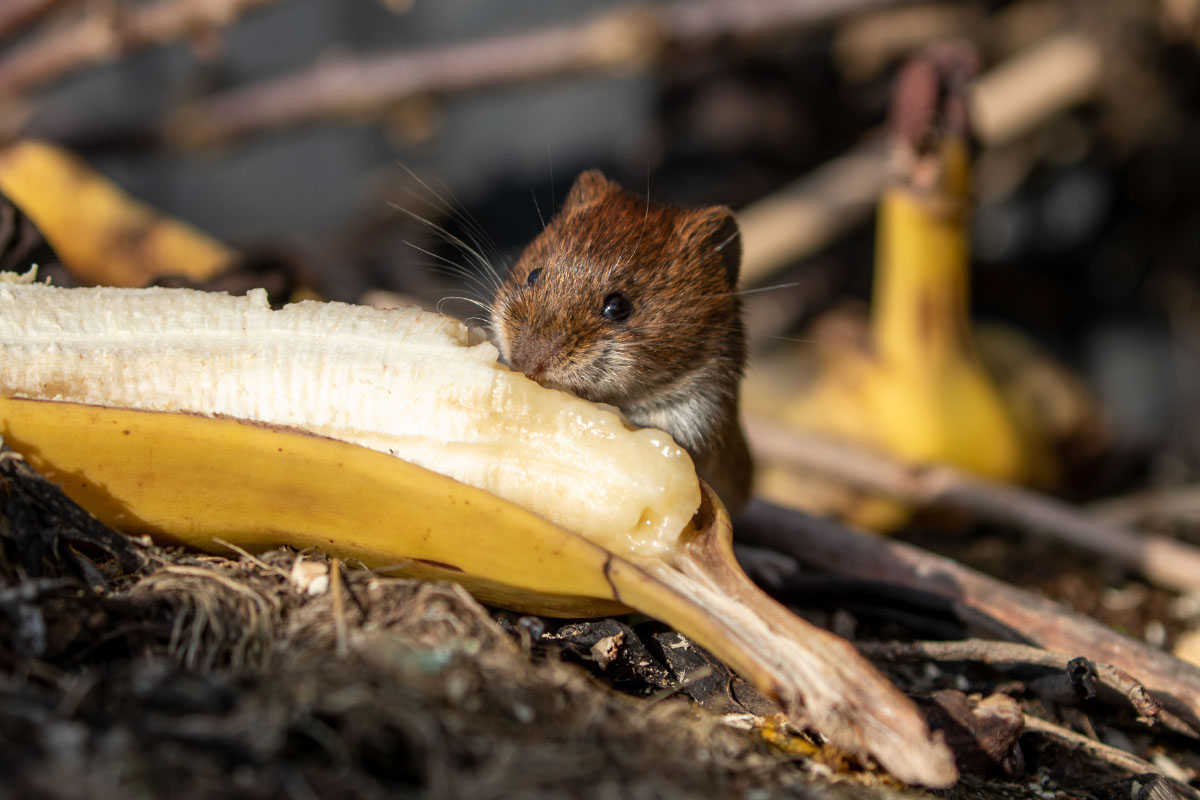 Mouse eating composted banana