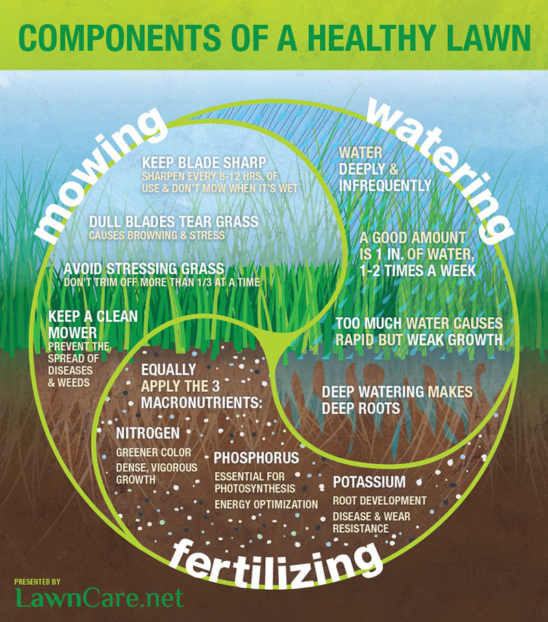 Components of a healthy lawn