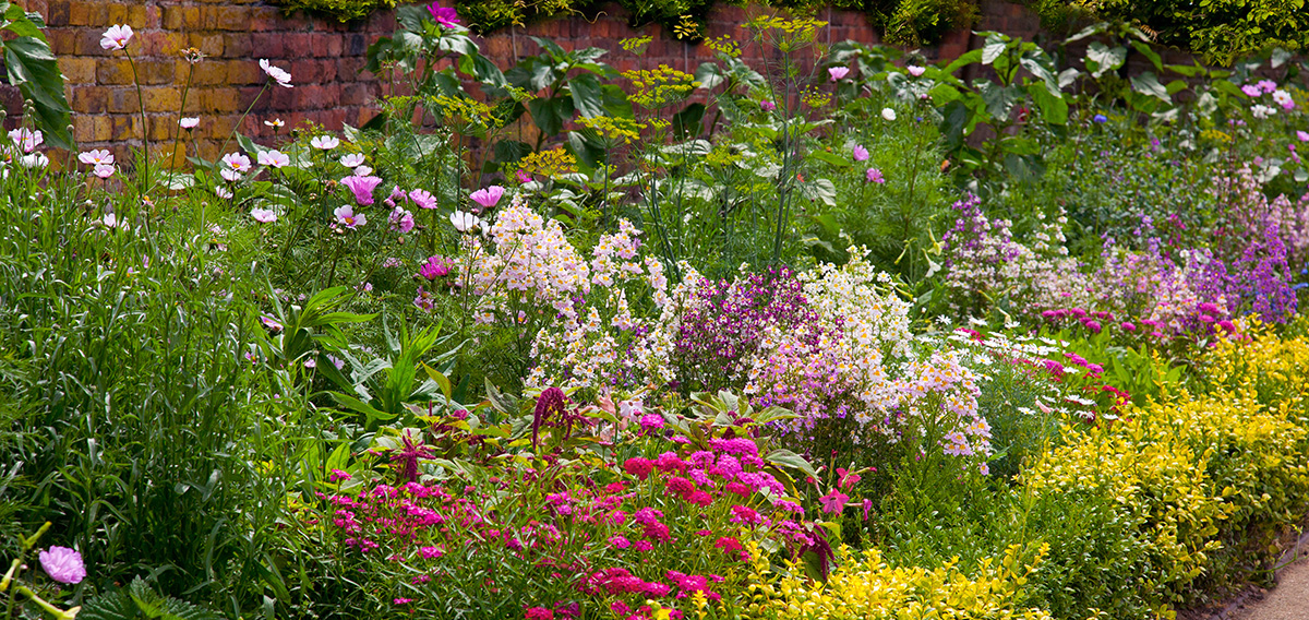 Flowerbed thriving due to mulching with mushroom compost