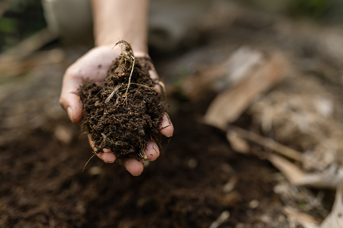 Mixing mushroom mulch compost with soil